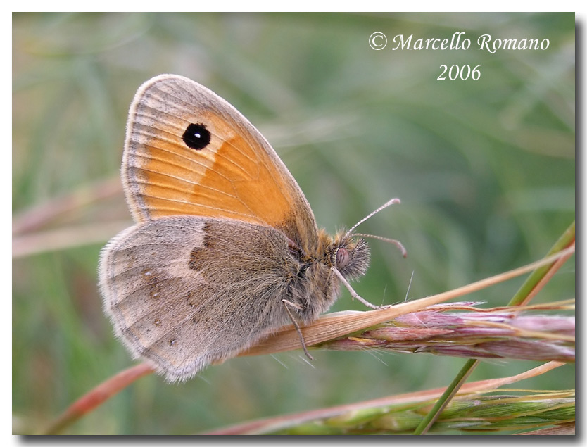 Altri lepidotteri da identificare